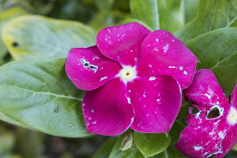 Plant Diseases